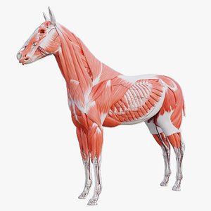 Horse Anatomy Blender 3D