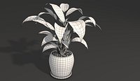Spathiphyllum