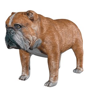 Rigged low poly bulldog model