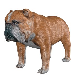 Rigged low poly bulldog