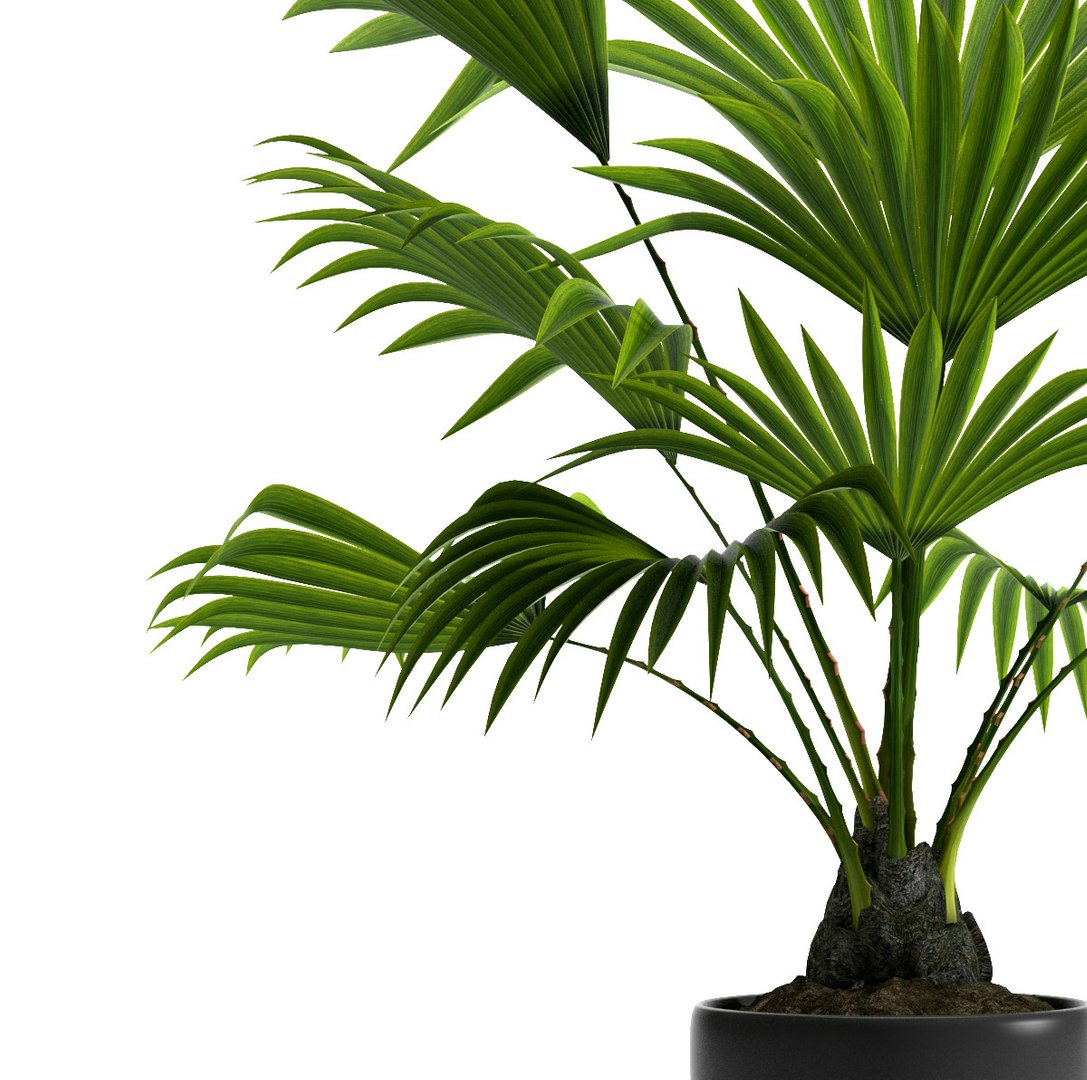 fan palm plant pot 3d max https://p.turbosquid.com/ts-thumb/RV/uOCBZO/6ZGrK9oS/2/jpg/1465493296/1920x1080/fit_q87/1cd335b73e842540c3f7e26c5fa10168547e8d99/2.jpg