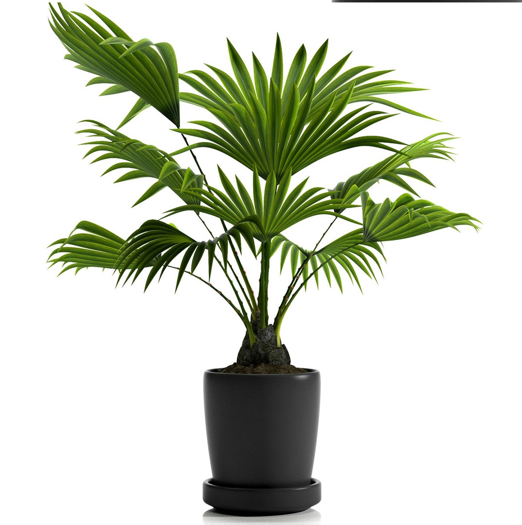 fan palm plant pot 3d max