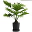 植物扇掌