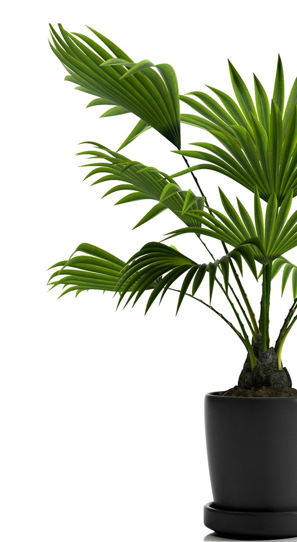 fan palm plant pot 3d max https://p.turbosquid.com/ts-thumb/RV/uOCBZO/D5lTgtIS/4/jpg/1465493296/1920x1080/fit_q87/aa9eba90013ba1cdbeb499b1059bc3c1b820c6ac/4.jpg