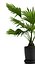 植物扇掌