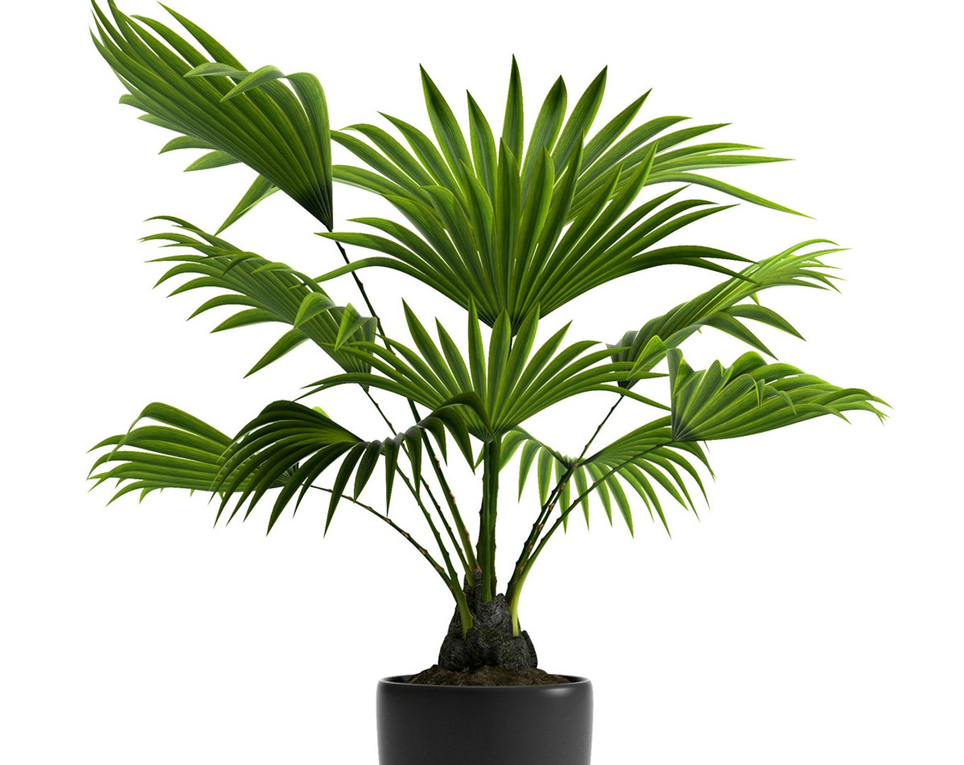 fan palm plant pot 3d max https://p.turbosquid.com/ts-thumb/RV/uOCBZO/bmJsAoJV/5/jpg/1465493296/1920x1080/fit_q87/fdcbd2ff98e671c470f40ac55dbe7a2f722aacb7/5.jpg