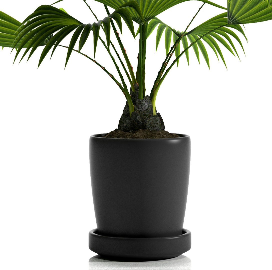 fan palm plant pot 3d max https://p.turbosquid.com/ts-thumb/RV/uOCBZO/qWG4h7yb/3/jpg/1465493296/1920x1080/fit_q87/d858fa17a75fe5623e1b9df053c4e76fd5db9974/3.jpg