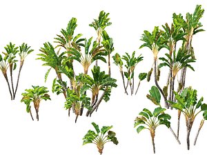 Strelitzia nicolai - Natal wild banana Tree 02 3D model