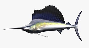 Sailfish