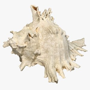 3D model Murex Ramosus Shell