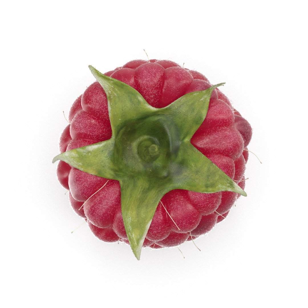 fresh raspberry 3d model https://p.turbosquid.com/ts-thumb/RW/9V6fNr/G5THF9Nn/raspberry_05/jpg/1417616679/1920x1080/fit_q87/b5d98b972eb63e96d90562c4326e647878b93741/raspberry_05.jpg