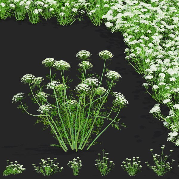 Ammi visnaga flower model - TurboSquid 2019431