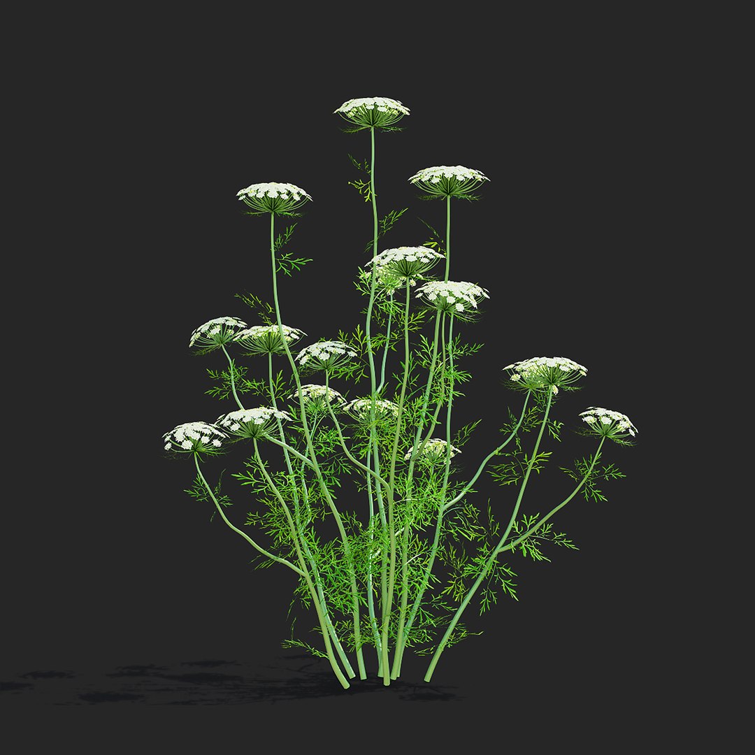 Ammi Visnaga Flower Model - TurboSquid 2019431