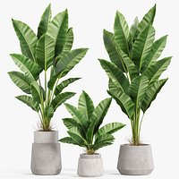 Plants collection 926
