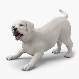 3D White Labrador Retriever Puppy Rigged for Maya model