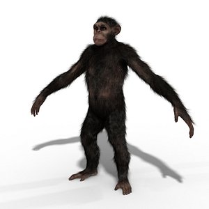 ape chimp chimpanzee 3D model