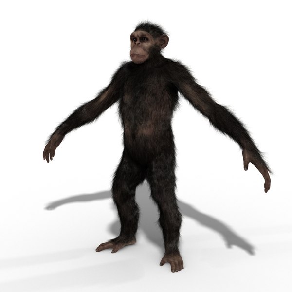 The Way To Give Up Different Succulents In 5 Days