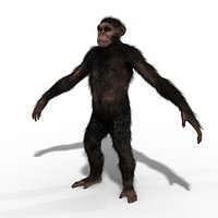 Ape Chimp Chimpanzee