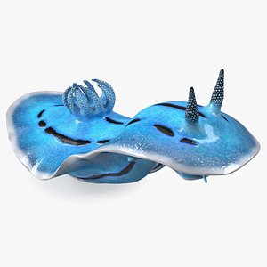 Blue Nudibranch Mollusk