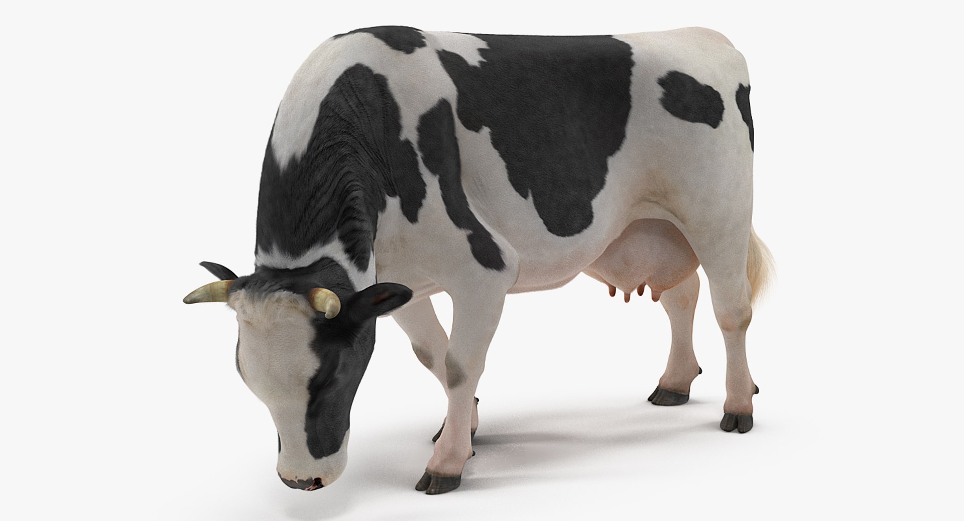 eating cow animal rigged 3D model https://p.turbosquid.com/ts-thumb/RW/MoGIrL/2S54XjhQ/animatedcoweatingriggedmb3dmodel004/jpg/1561055605/1920x1080/fit_q87/8245a505e951af9a3306b075437ec2c55a0fc3f7/animatedcoweatingriggedmb3dmodel004.jpg