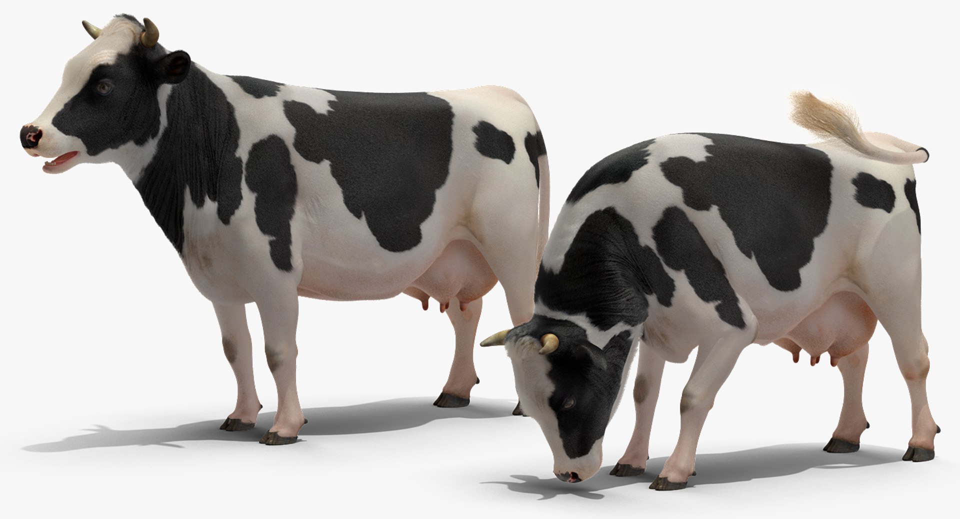 eating cow animal rigged 3D model https://p.turbosquid.com/ts-thumb/RW/MoGIrL/7KfoFc9L/animatedcoweatingriggedmb3dmodel007/jpg/1561055605/1920x1080/fit_q87/2fc7105726a75a89016dddec699f3a1cf4da8263/animatedcoweatingriggedmb3dmodel007.jpg