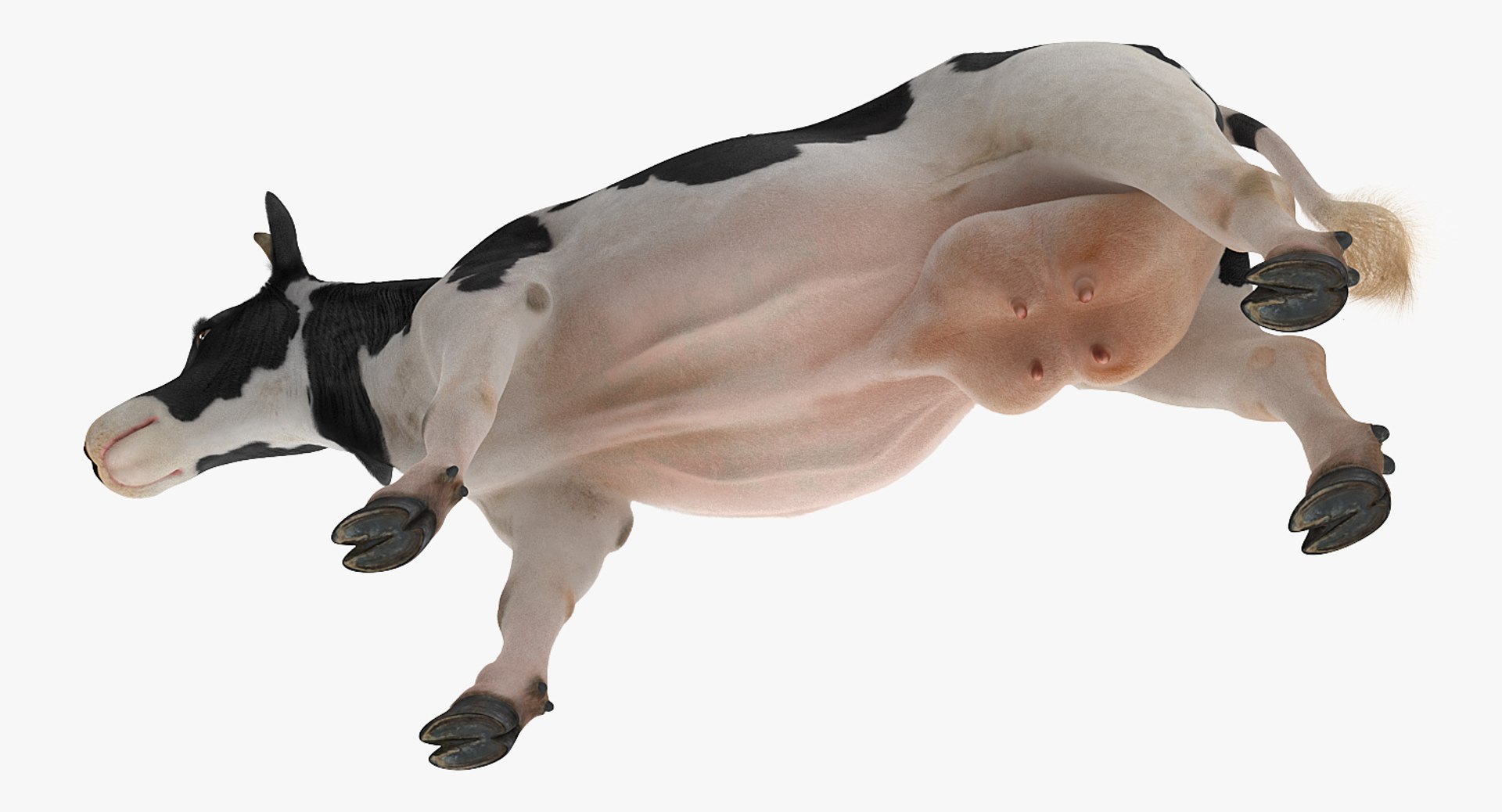 eating cow animal rigged 3D model https://p.turbosquid.com/ts-thumb/RW/MoGIrL/c5KptdSO/animatedcoweatingriggedmb3dmodel009/jpg/1561055606/1920x1080/fit_q87/4bd965cdea3ff75c18ebe5a48354e9b275bcc125/animatedcoweatingriggedmb3dmodel009.jpg