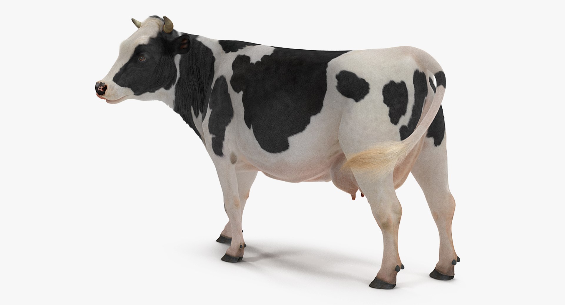 eating cow animal rigged 3D model https://p.turbosquid.com/ts-thumb/RW/MoGIrL/wMABuxRw/animatedcoweatingriggedmb3dmodel006/jpg/1561055605/1920x1080/fit_q87/69d7e4be1cd6cdd4926b1f96b857dc4f5edaa990/animatedcoweatingriggedmb3dmodel006.jpg