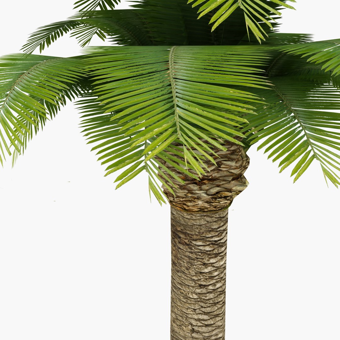 3d Max Palm Tree