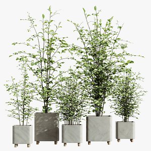 3D model AV HousePlants Alnus Glutinosa Alder Betulaceae Schwarzerle Betulus Hazel Erle Set01