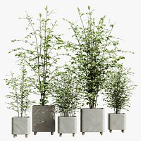 AV HousePlants Alnus Glutinosa Alder Betulaceae Schwarzerle Betulus Hazel Erle Set01