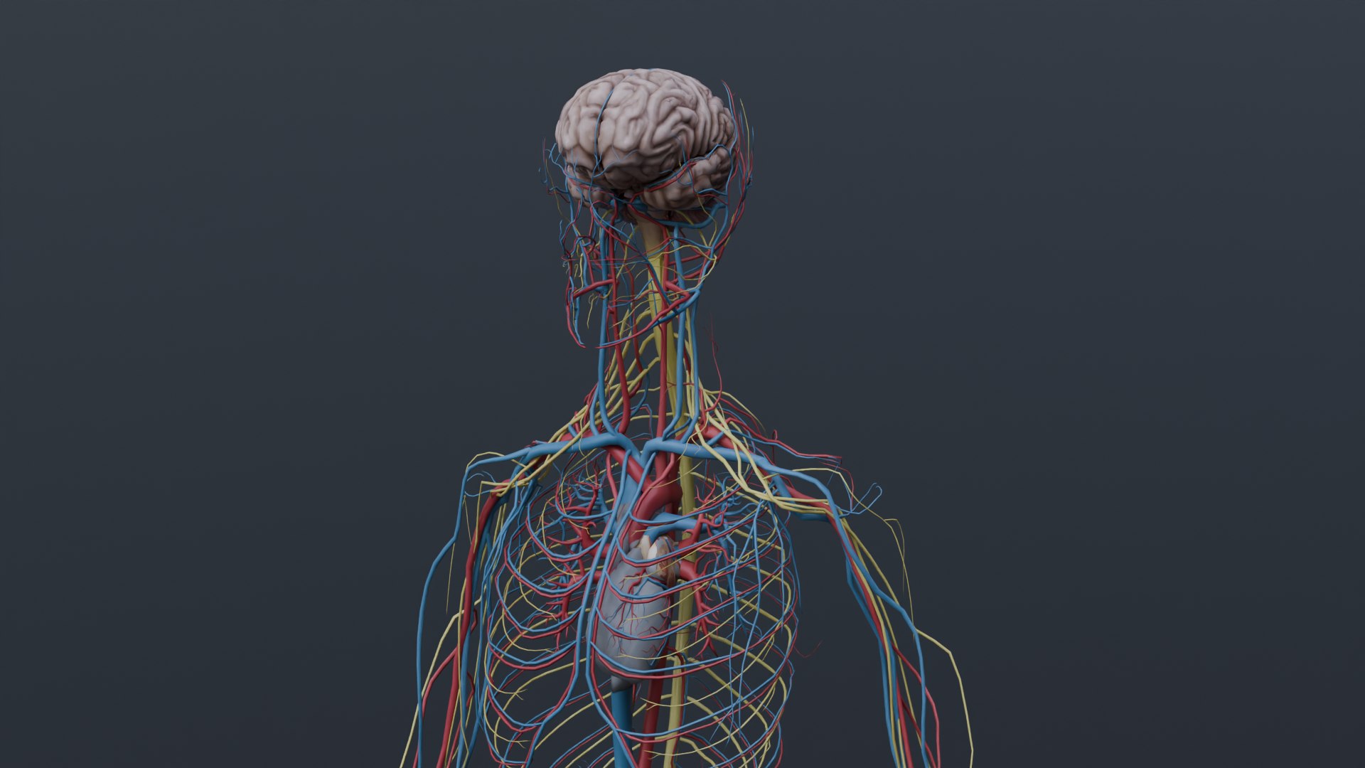 Human Anatomy 3D Model - TurboSquid 2322598