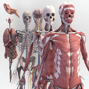 Human anatomy