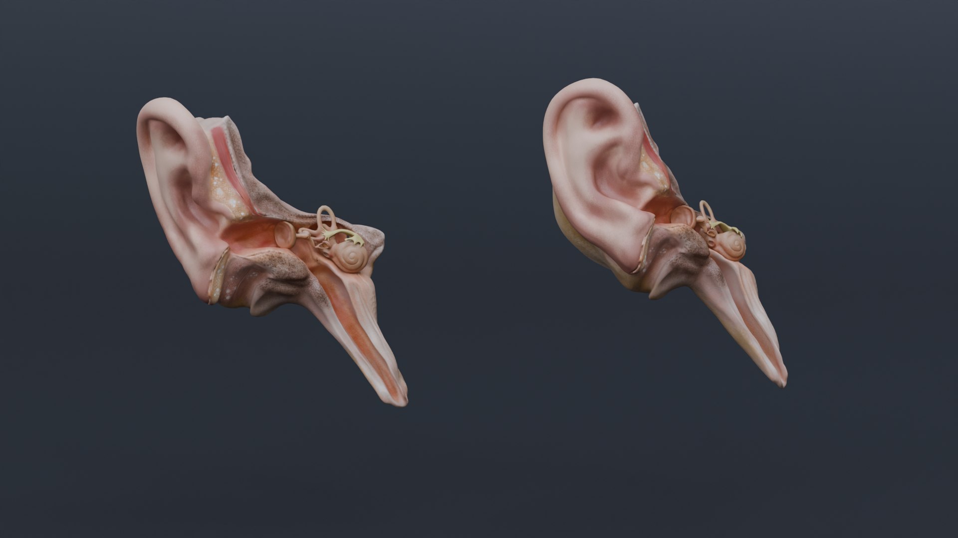 Human Anatomy 3D Model - TurboSquid 2322598