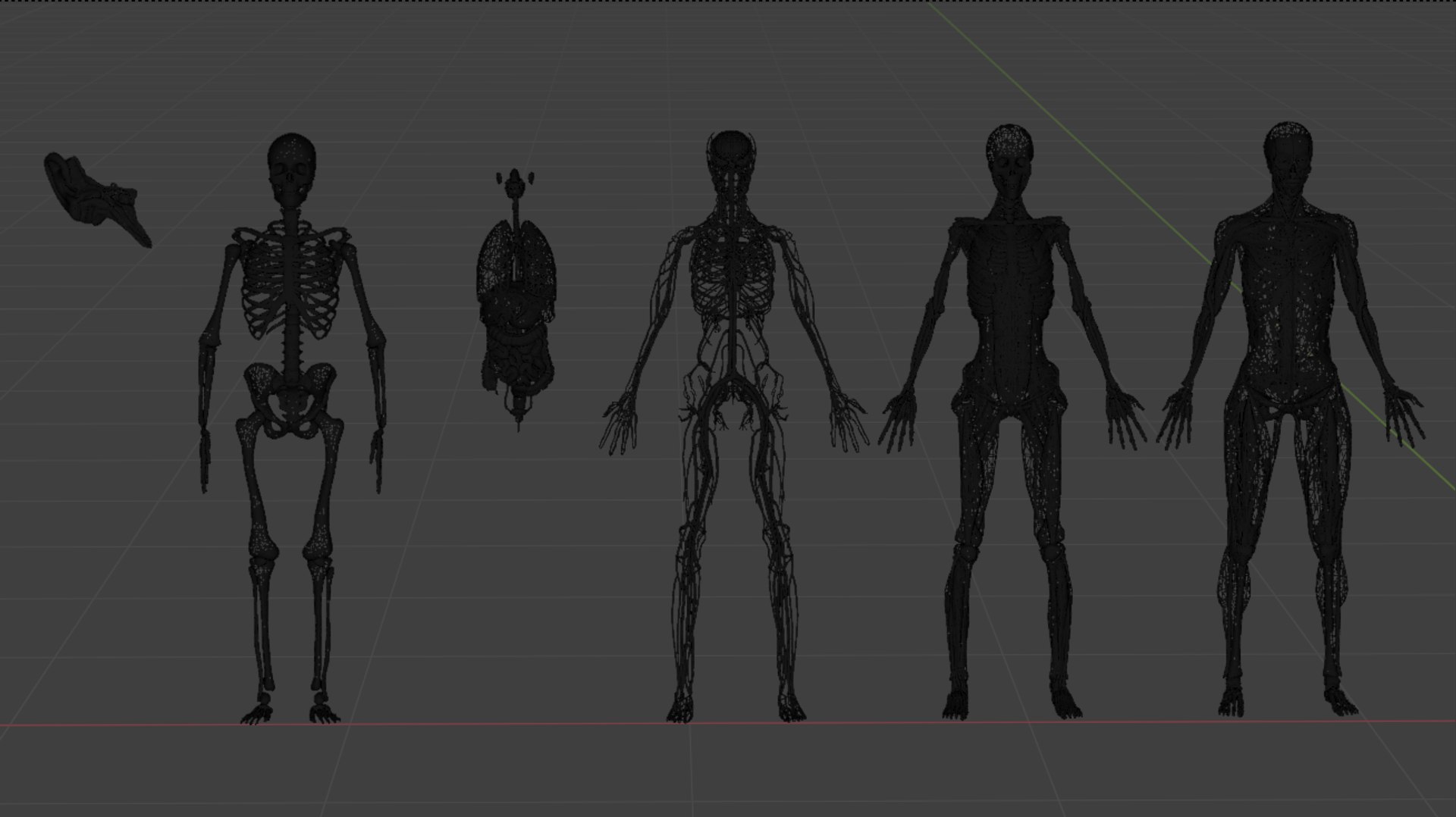Human Anatomy 3D Model - TurboSquid 2322598