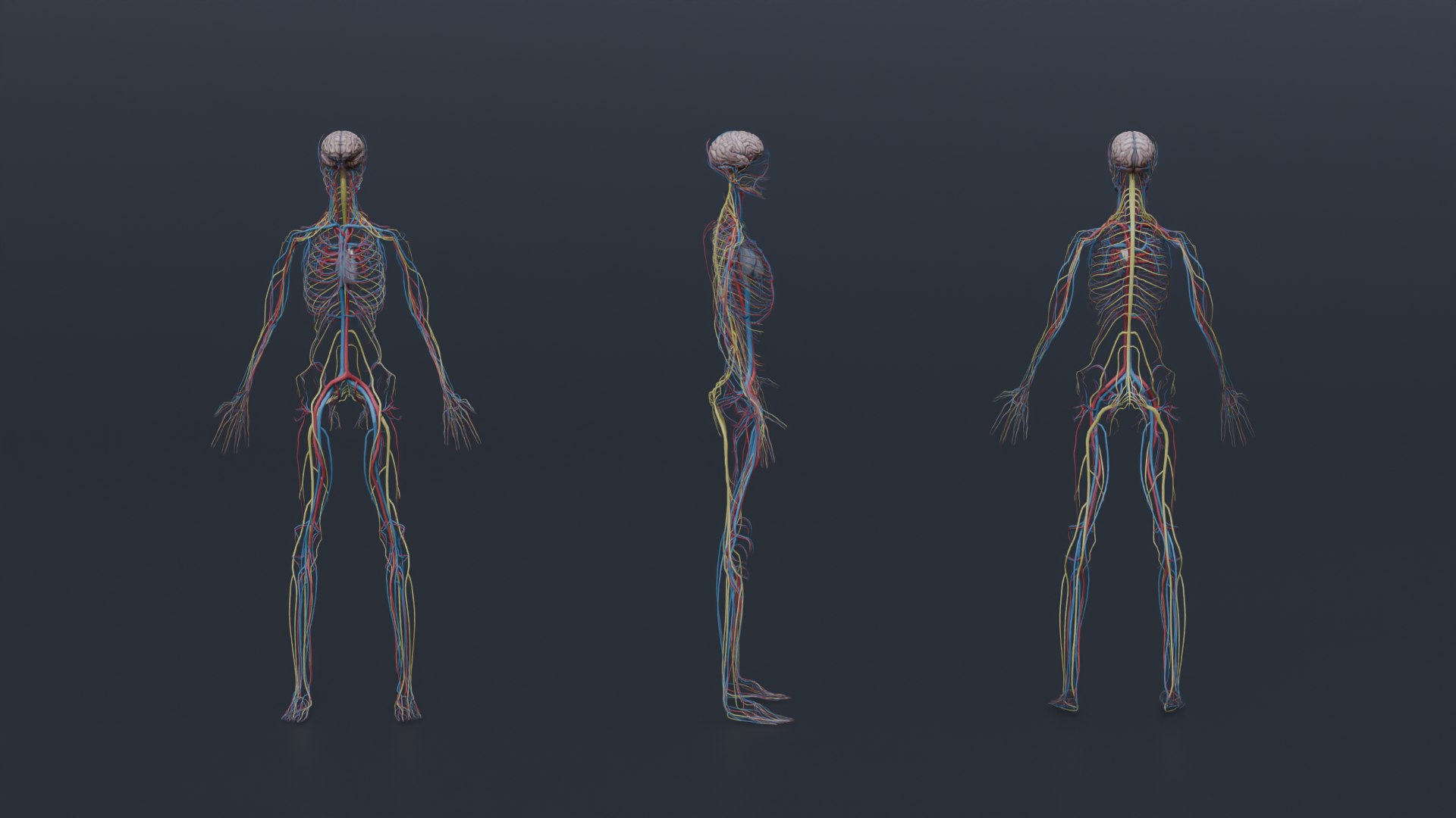 Human Anatomy 3D Model - TurboSquid 2322598