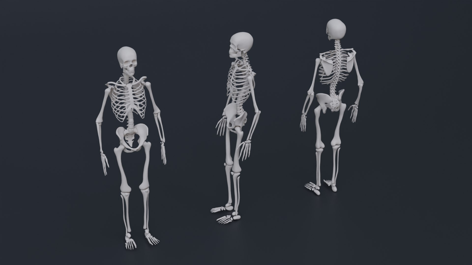 Human Anatomy 3D Model - TurboSquid 2322598