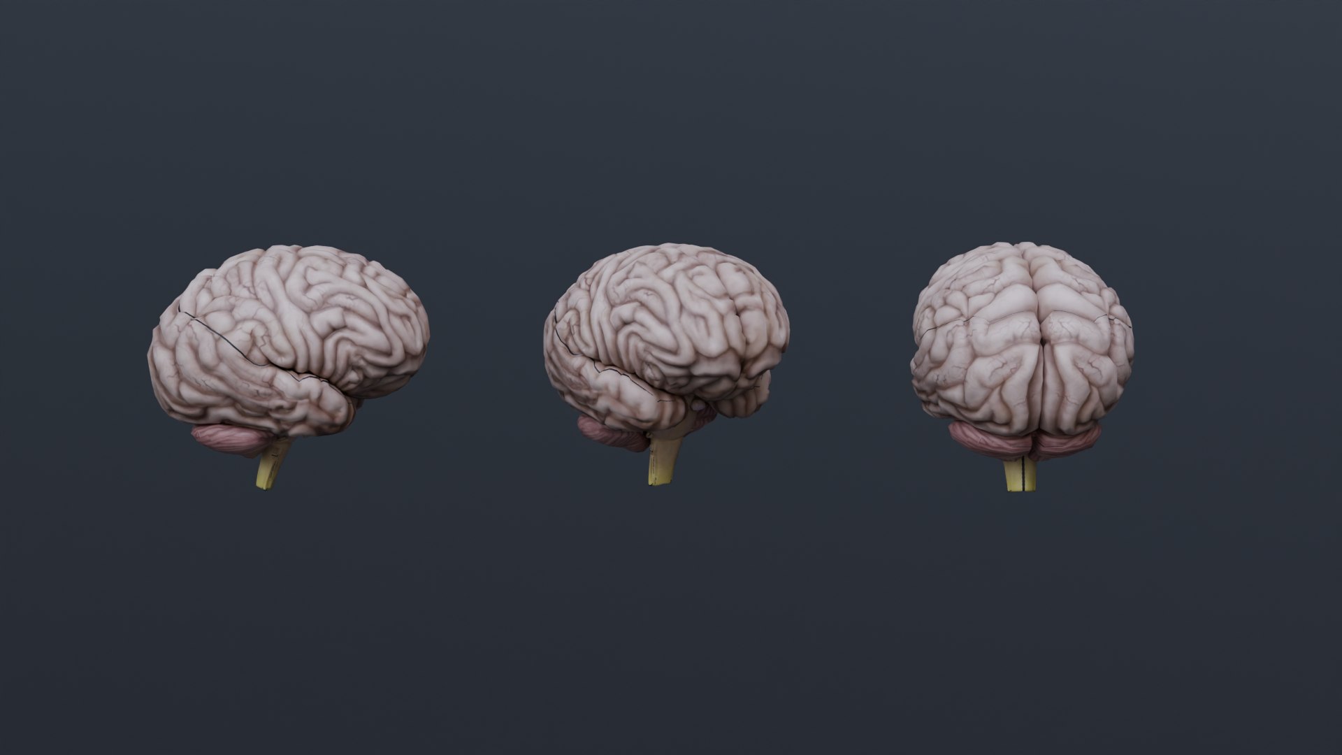 Human Anatomy 3D Model - TurboSquid 2322598