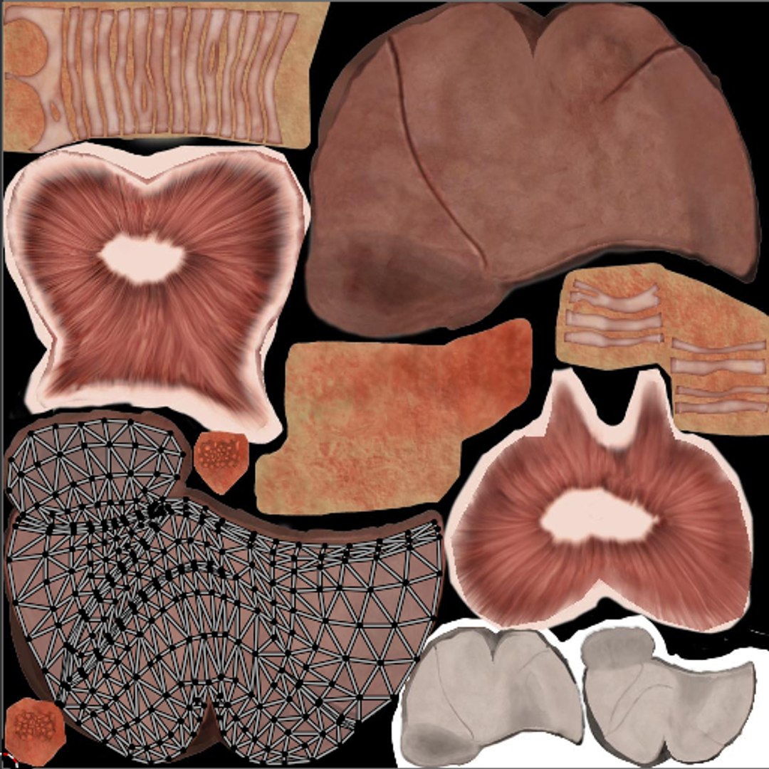 Human Anatomy 3D Model - TurboSquid 2322598