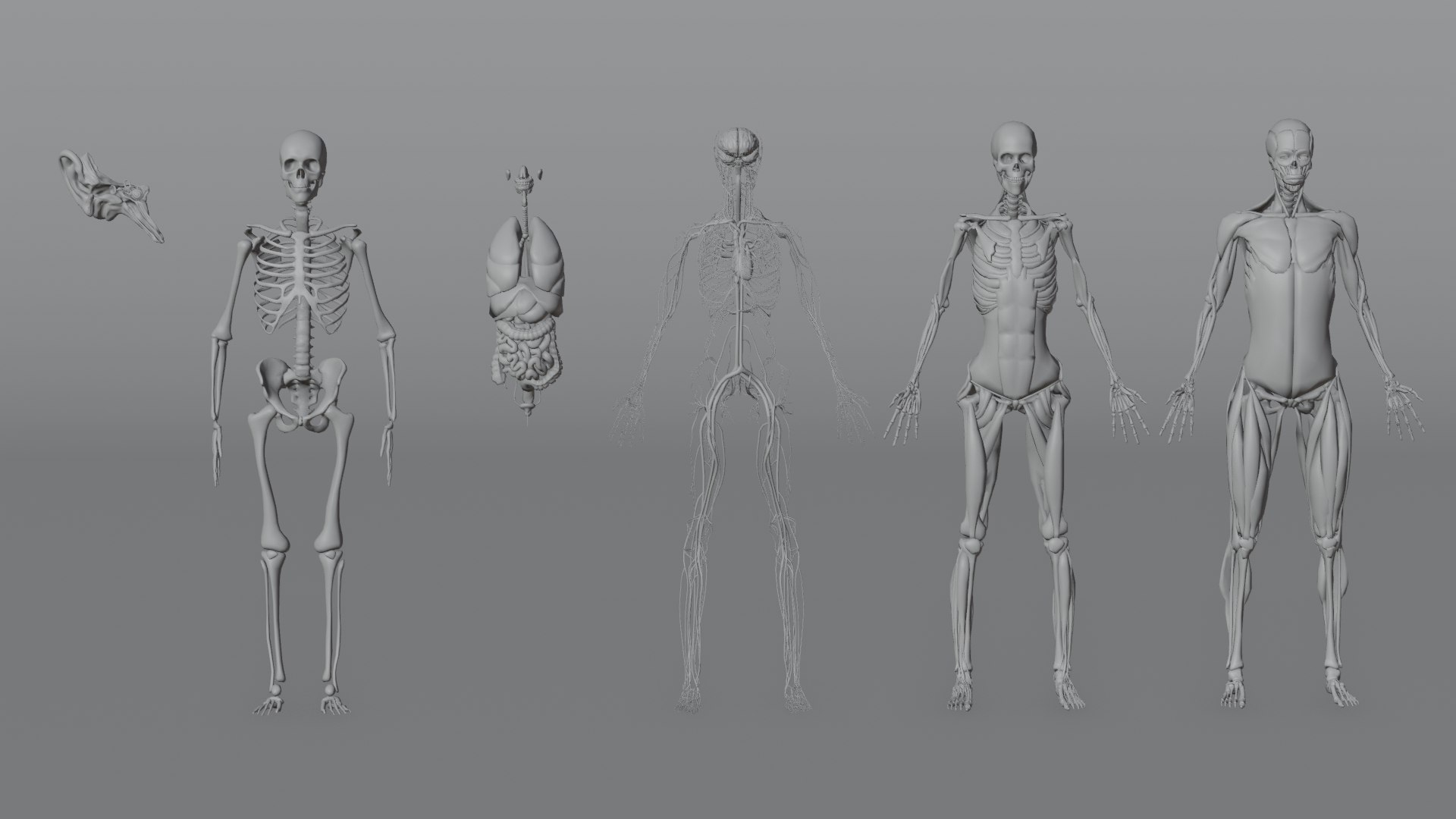 Human Anatomy 3D Model - TurboSquid 2322598