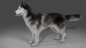 3D Fur Husky NO Rigged in Blender