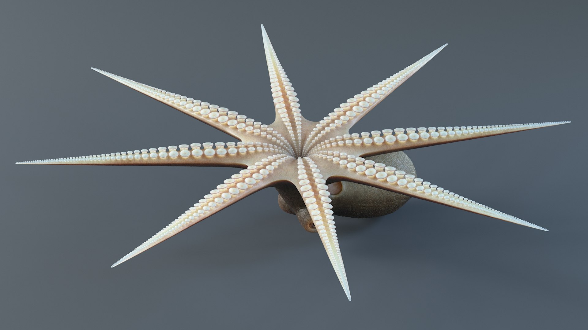 3D Octopus Pro Rigged https://p.turbosquid.com/ts-thumb/RW/bpoI2v/DP/octopus_rigged_27/jpg/1764326848/1920x1080/fit_q87/c158a9e9e2fc75cd850d2abbe6f1055ef2409519/octopus_rigged_27.jpg