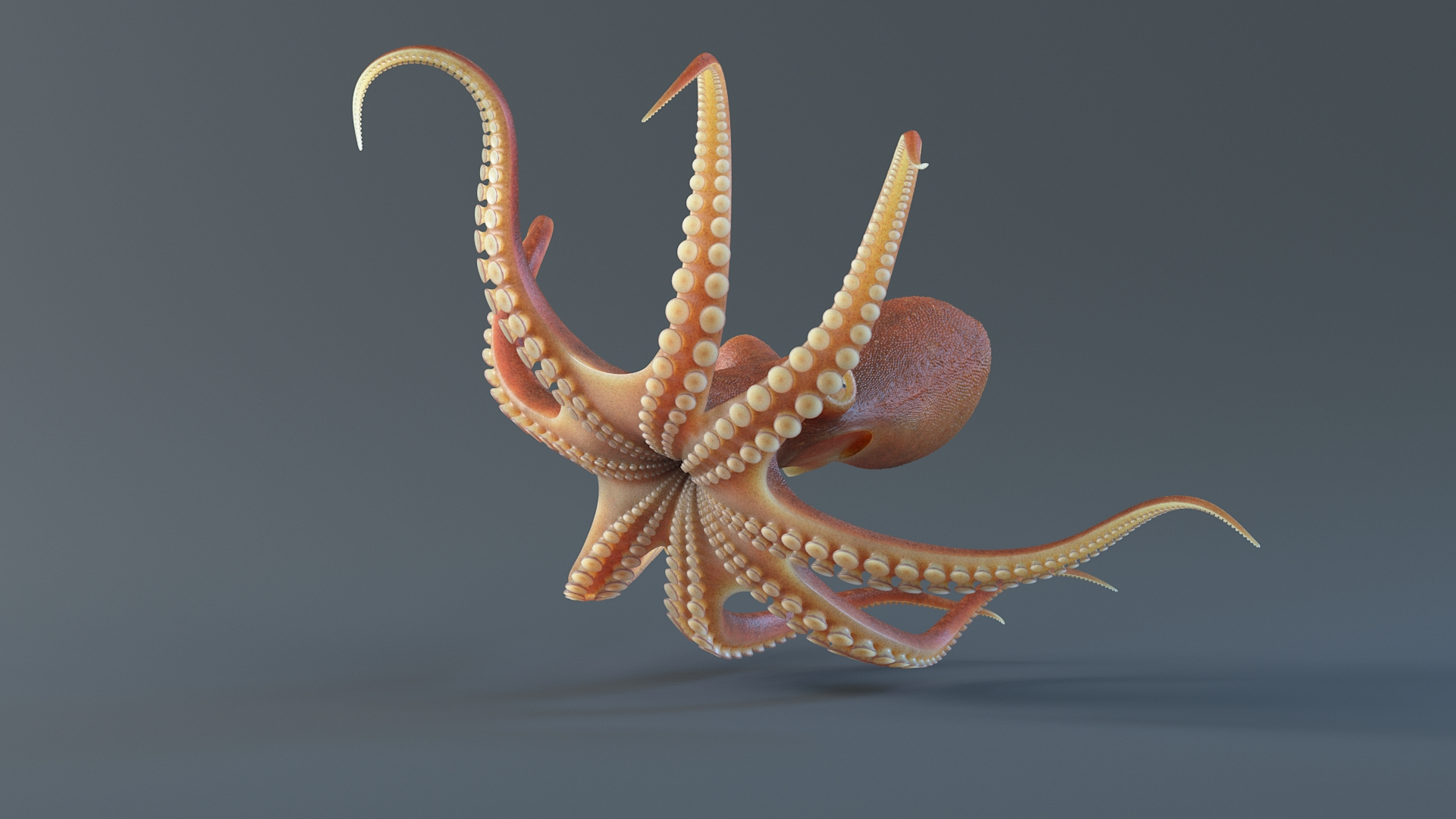 3D Octopus Pro Rigged https://p.turbosquid.com/ts-thumb/RW/bpoI2v/EJ/octopusriggedtbc/jpg/1764326707/1920x1080/turn_fit_q99/5eb66f9b3444e197dba485ea1f0d32bf35b1fa70/octopusriggedtbc-1.jpg
