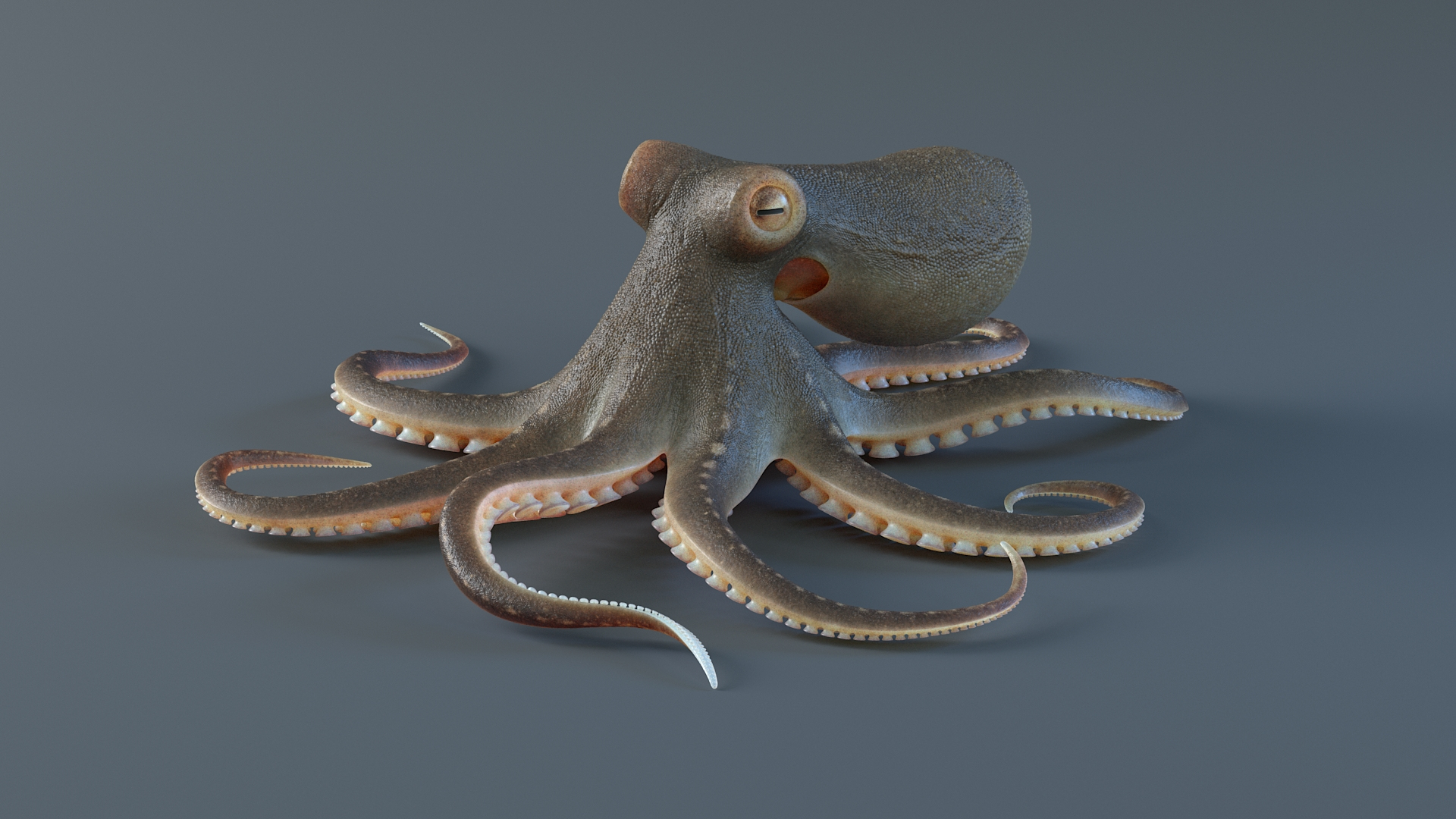 3D Octopus Pro Rigged https://p.turbosquid.com/ts-thumb/RW/bpoI2v/Fj/octopusriggedtba/jpg/1764326541/1920x1080/turn_fit_q99/0c92879f92973b67d7da5c0f24e35cdb4084d8b0/octopusriggedtba-1.jpg