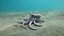 Octopus Pro Rigged