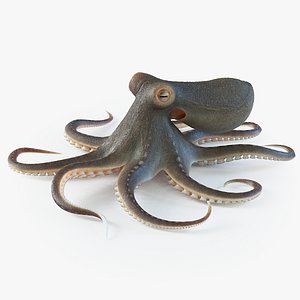 Realistic Octopus Pro Rigged