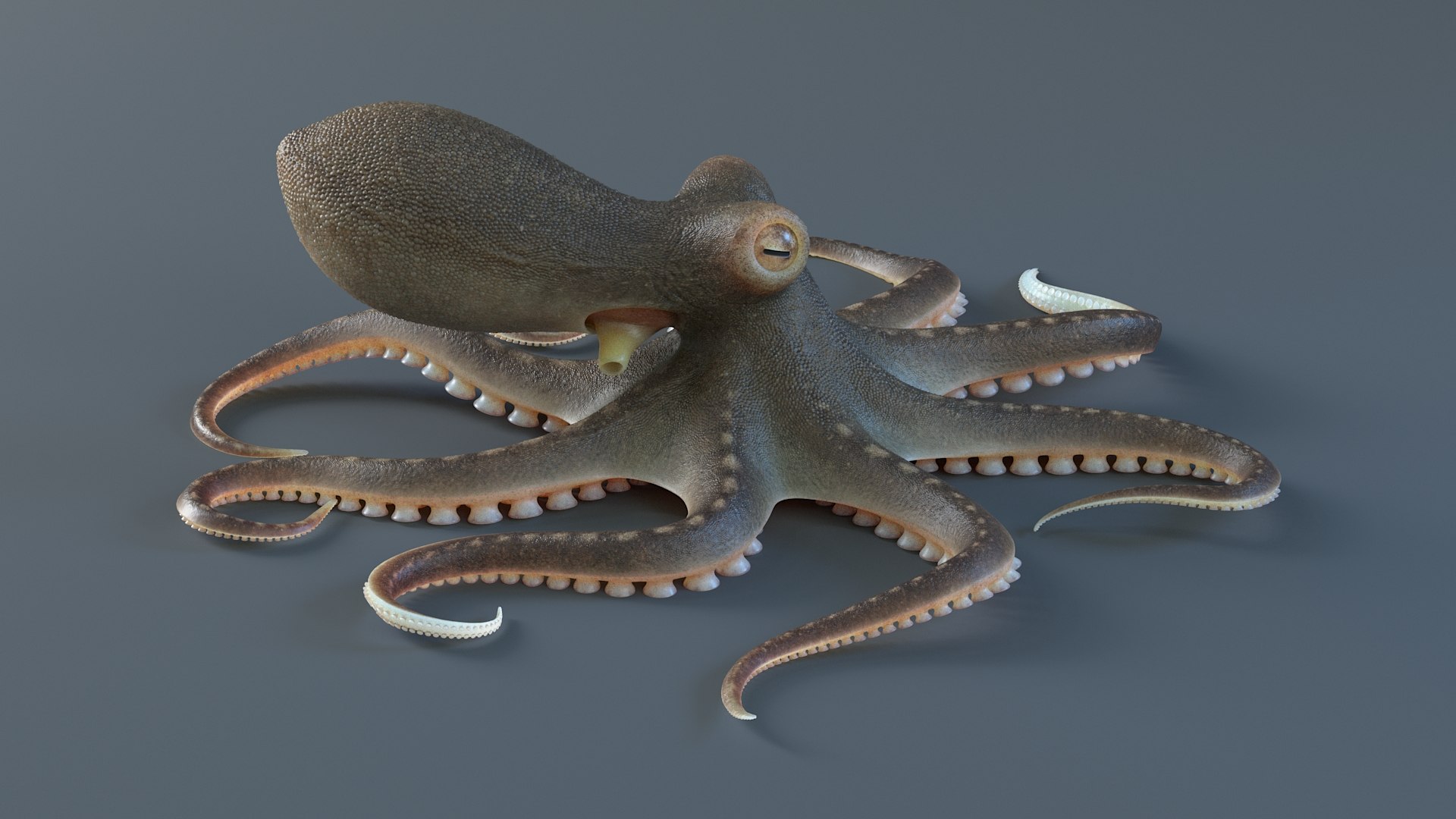 3D Octopus Pro Rigged https://p.turbosquid.com/ts-thumb/RW/bpoI2v/VX/octopus_rigged_09/jpg/1764326828/1920x1080/fit_q87/3a68b929a32ca3081db6a0f07483fd8a0a4ce4bc/octopus_rigged_09.jpg