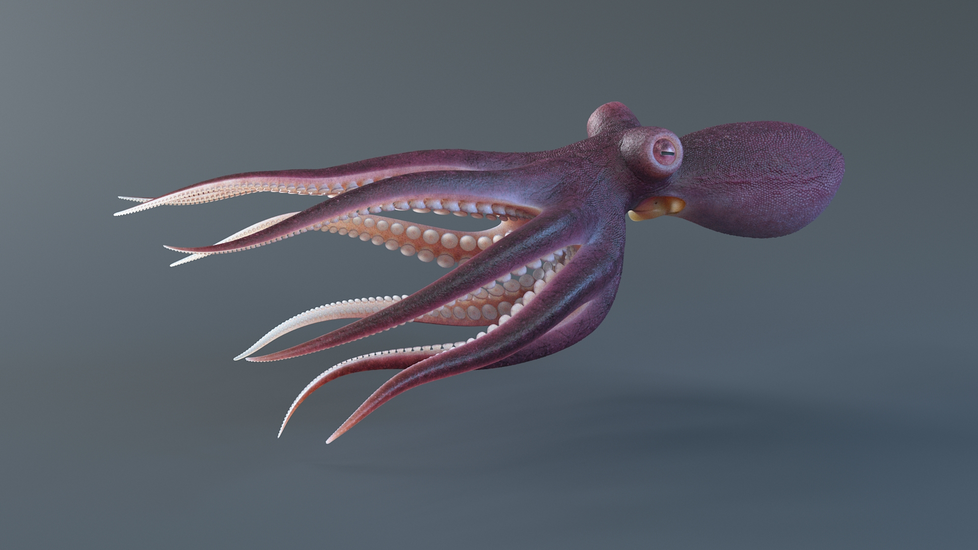 3D Octopus Pro Rigged https://p.turbosquid.com/ts-thumb/RW/bpoI2v/Vn/octopusriggedtbb/jpg/1764326620/1920x1080/turn_fit_q99/be75ae47b6e114eaa82f896cf7e044382ee368a7/octopusriggedtbb-1.jpg