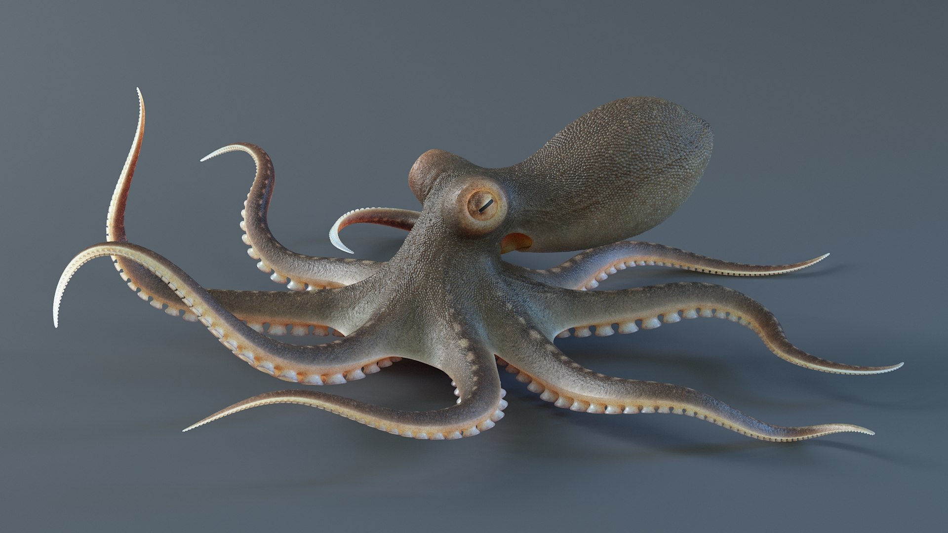 3D Octopus Pro Rigged https://p.turbosquid.com/ts-thumb/RW/bpoI2v/lD/octopus_rigged_07/jpg/1764326825/1920x1080/fit_q87/d9420356287fa1ffc37776f105e44b58b78a1215/octopus_rigged_07.jpg