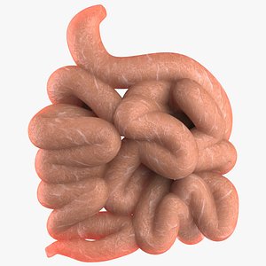 Small Intestine