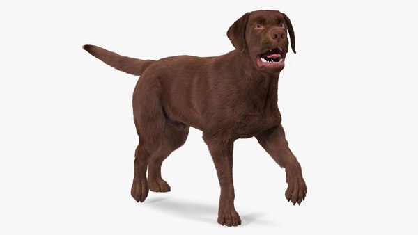 are labradors furry